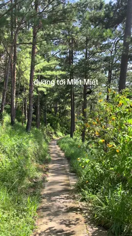 đường về Miết Miết #mietmietcafe  #mietmiethome  #mietmietdalat 
