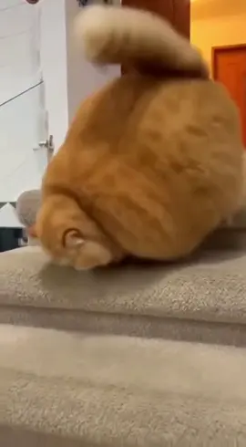 dah macam bola.. kena diet #kucinglucu #fyp 