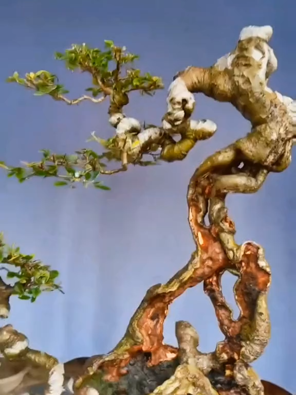 Cùng ngắm cây #ChuThiBonCanhVien #caybonsai #chuthiboncanhvien #ngamcay #caycanh #bonsai