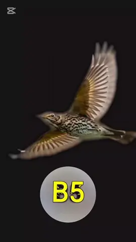 #صوت_سمن #B5 #محمد٧٧ 