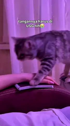 😭😭😭 #kucinglucu #kucingimut #kucinggemoy #kucingoren #fyp 