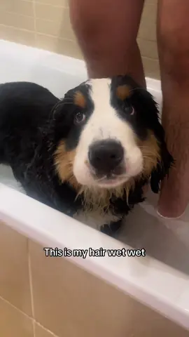 One soggy boy #bernese #dogsoftiktok #cutedog #funnydog #dogbath 
