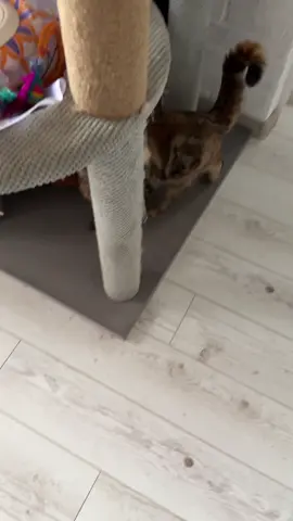 #хивряМолли 