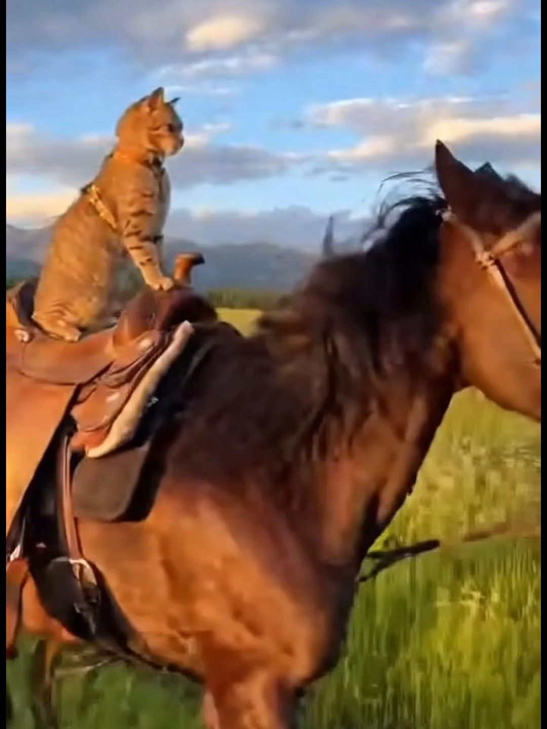 Cuộc thi sáng tạo video cùng INTERLINK . Nhanh chân tham gia để nhận giải thưởng hấp dẫn nào.#InterLink #ITLG #interlink #interlinklab #sora #viral