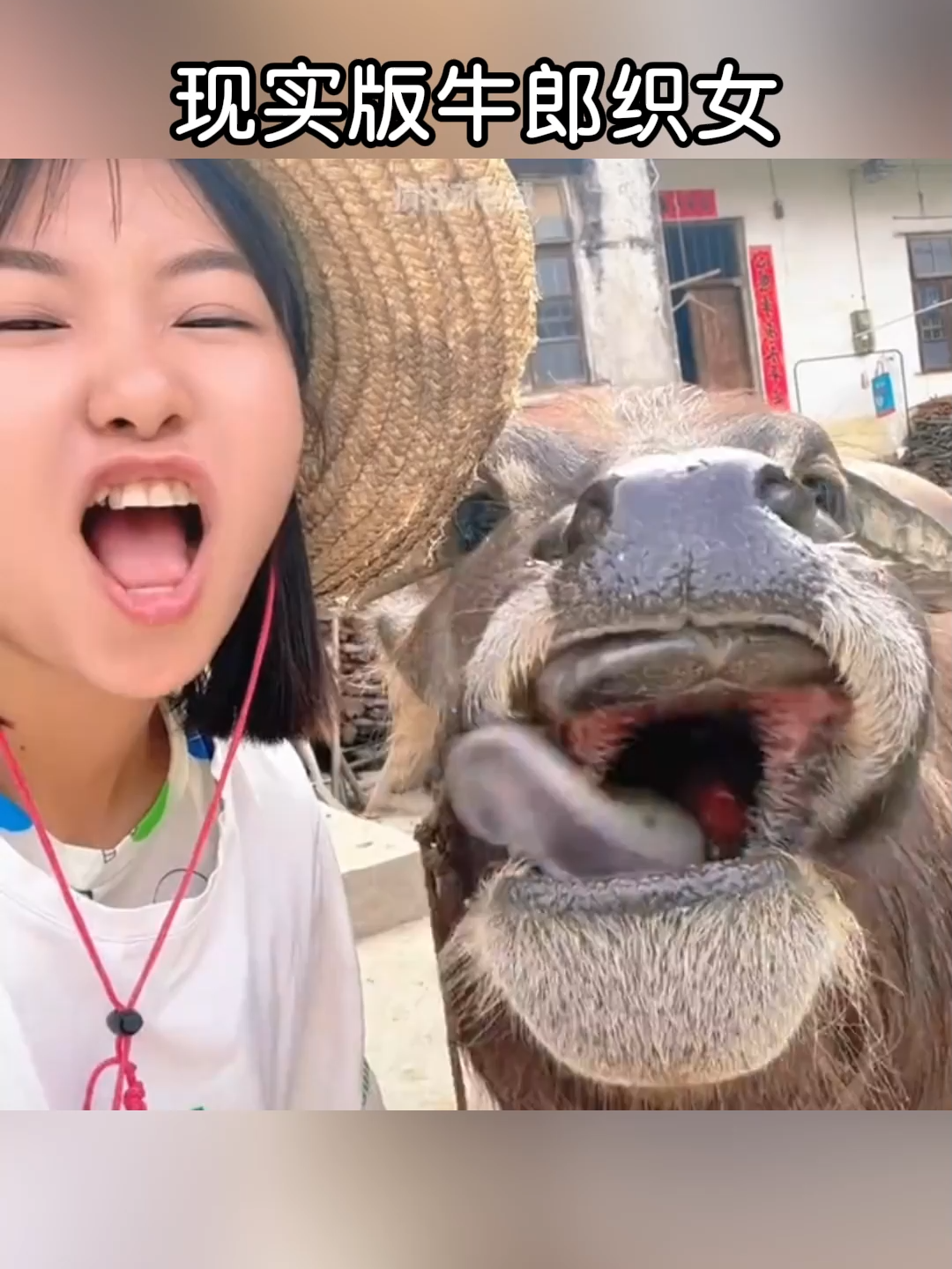 女孩和一头听得懂人话的牛！