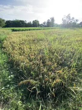 🤍🌾❣️ #fyp #ព្រៃវែងផ្ទះខ្ញុំ 