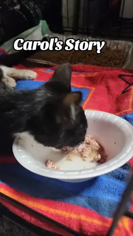 Some may not know Carol's story. She was posted in a community group.  No one had room and the shelter was closed. Carol came to stay with me overnight.  I don't know how she could walk. We had no idea how bad her injuries were. This is her first night here. #kittycatsoftiktok #cattok #rescuecat #catrescue #catrescuer 