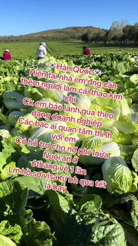 Cải thảo kim chi nhà em #caithao #xuhuong #xuhuongtiktok #caithao #kimchi 