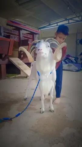 #capcut #fyppppppppppppppppppppppp #dombakuring #dombagarut #dombatangkas 