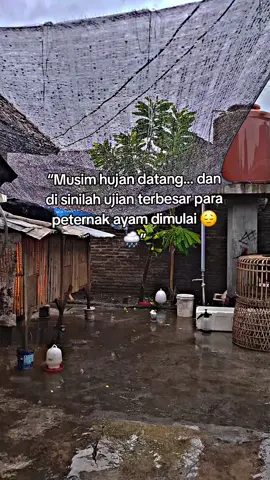 Musim hujan itu ujian terbesar buat para peternak ayam. Bukan takut hujannya… tapi takut ayam drop kondisi 😔🌧️🐓#musimhujan #ayam #ternakpemula #fyppppppppppppppppppppppp 