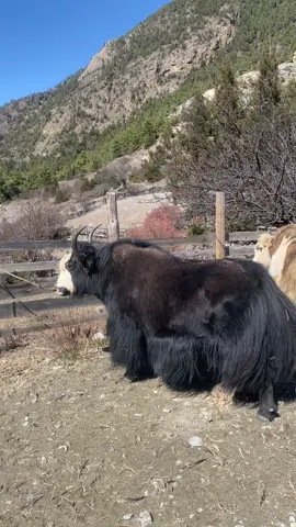 #himalayan yak **