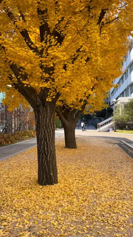 Trường gửi đôi lời nhưng mà lúc này thấy trường cũng xinh#명지대#xuhuongtiktok 