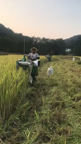 Máy gặt lúa các bác ơi #maymocnongnghiep #nhanong #nongdan 