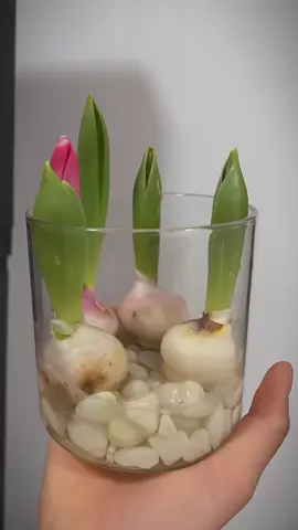 Trồng hoa Tulip thuỷ canh 🌷#tulip #tulips 