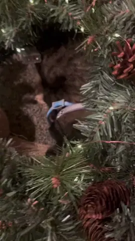 There are 52 days until Christmas 🎄🎅#christmas #cat #usa🇺🇸 #fyp #pourtoi 