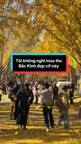 Tôi không nghĩ  Mùa Thu Bắc Kinh đẹp cỡ này #muathu #backinh #dulichtrungquoc #tourtrungquoc #muathulavang 