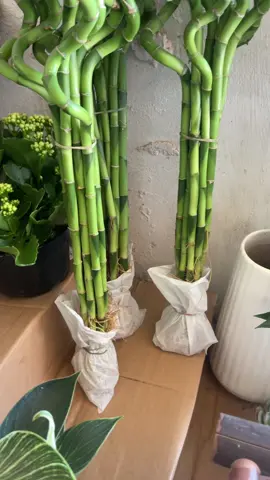 Phát tài xoắn đẹp miên man #phattaixoan #cayphattai #caytet #hoatet2026 #xuhuongtiktok 