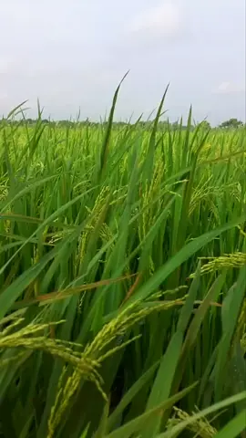 love ##foryou #forpageyou #tiktokbangladesh🇧🇩 #unfrezzmyaccount 