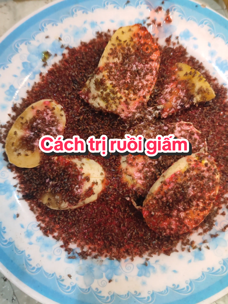 Cách trị ruồi giấm hiệu quả 