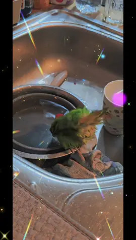 Dieser Vogel ist der Knaller 🥰 Selbst der Hundenapf wird zum Pool umfunktioniert ♥️ #Papagei #lovebirds #Rosenköpfchen #Vögel 