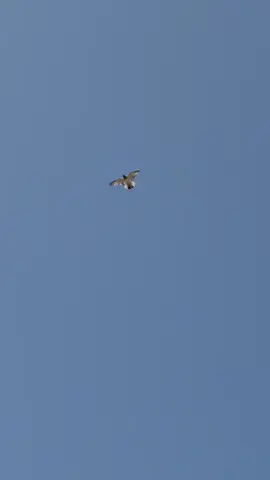 #الطير #العراقي #الاصيل 