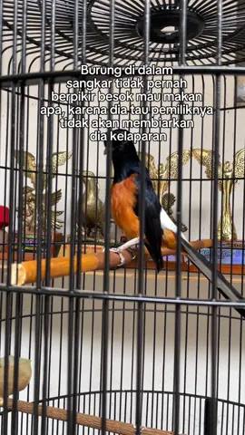 AL - ABIDIN 🔥🔥🔥 #muraibatuindonesia #kicaumaniaindonesia #murailomba #kicaumanianusantara #muraibatumania 