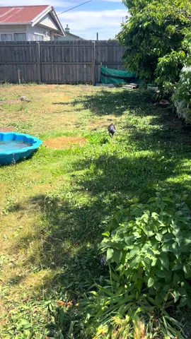 Looking very red today Charcy