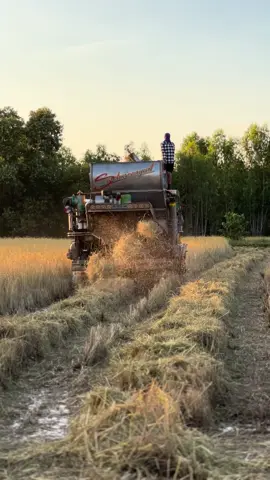 #สุรินทร์หวานมาก❤️‍🔥 #ฤดูหนาวมาเยือนแล้ว #วีถีอีสาน 