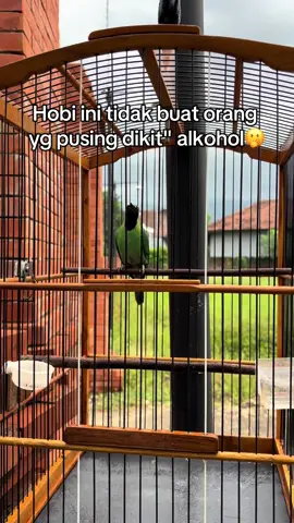 Coba coba 🤣 #cakijomania #kicaumaniaindonesia #kicaumanianusantara #jamtrokmania #jamtrokmaniaindonesia 