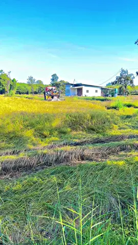 #บางไทรน่ะหนู #นาปีศรีสะเกษ🌾 #ศิษย์กุมารทอง #เซียนเป็ดบางเลน 