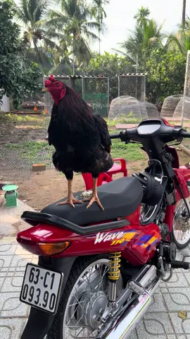 Tiền rữa xe là 30k #xuhuong2025 #bảotồnđộngvật  🐓🐓🐓