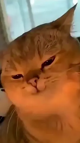 Ya papa  Hmmm punya papa Punya papa hama 🗿 #viral #meme #catmeme #cutecat #foryoupage 