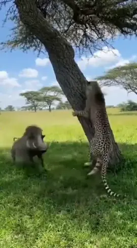 INCREDIBLE MOMENT 😂 WARTHOG VS LION 😂 #funnyvideos😂 #fyp #viralvideos #warthog #lion  