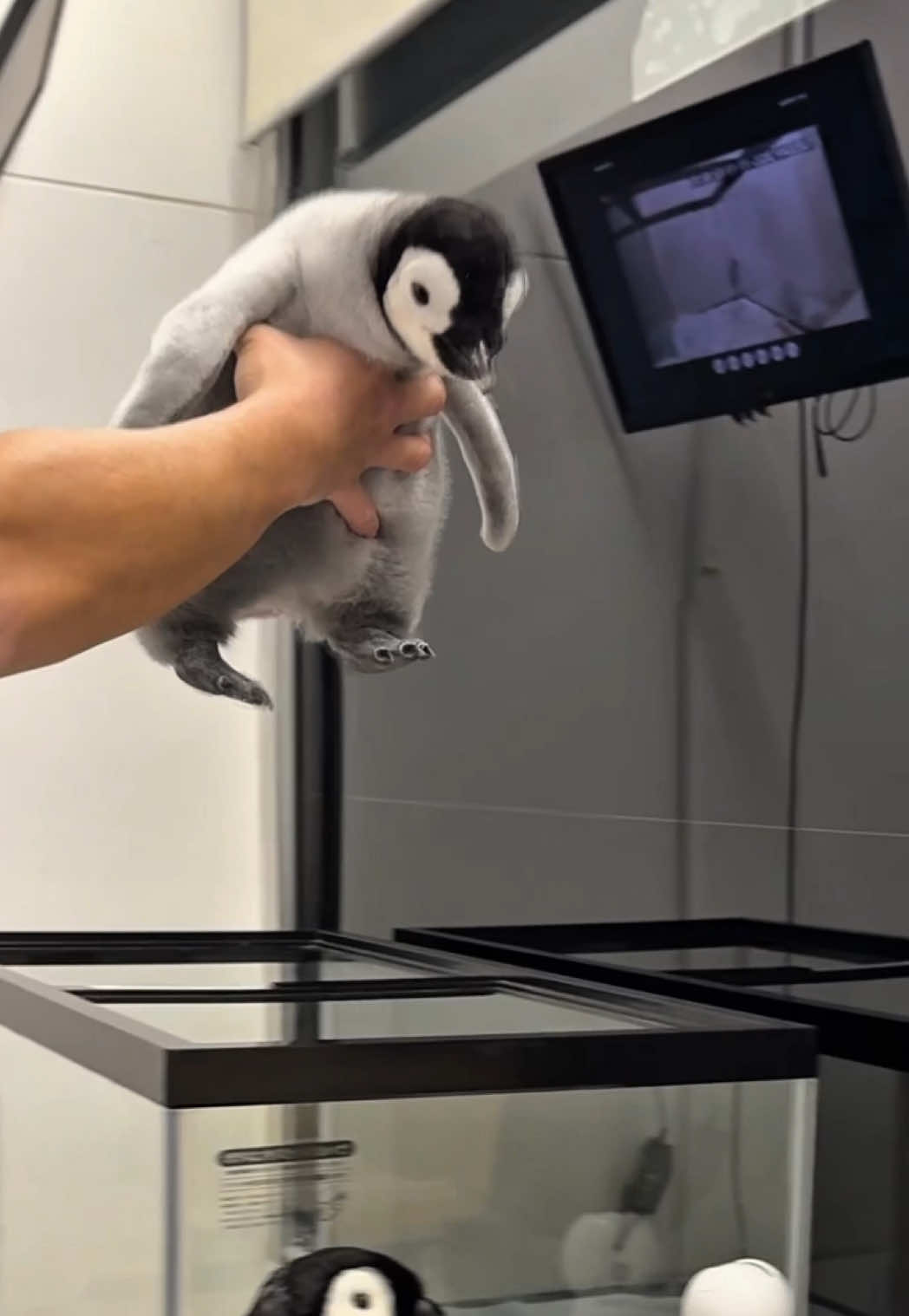 エンペラーペンギンの赤ちゃん成長記録🐧 #アドベンチャーワールド #ペンギン #和歌山 #関西 