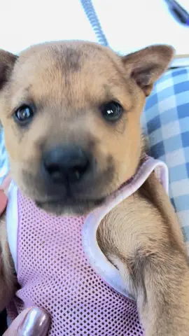 #สุนัขน่ารัก #หมาน่ารัก #หมาจร 