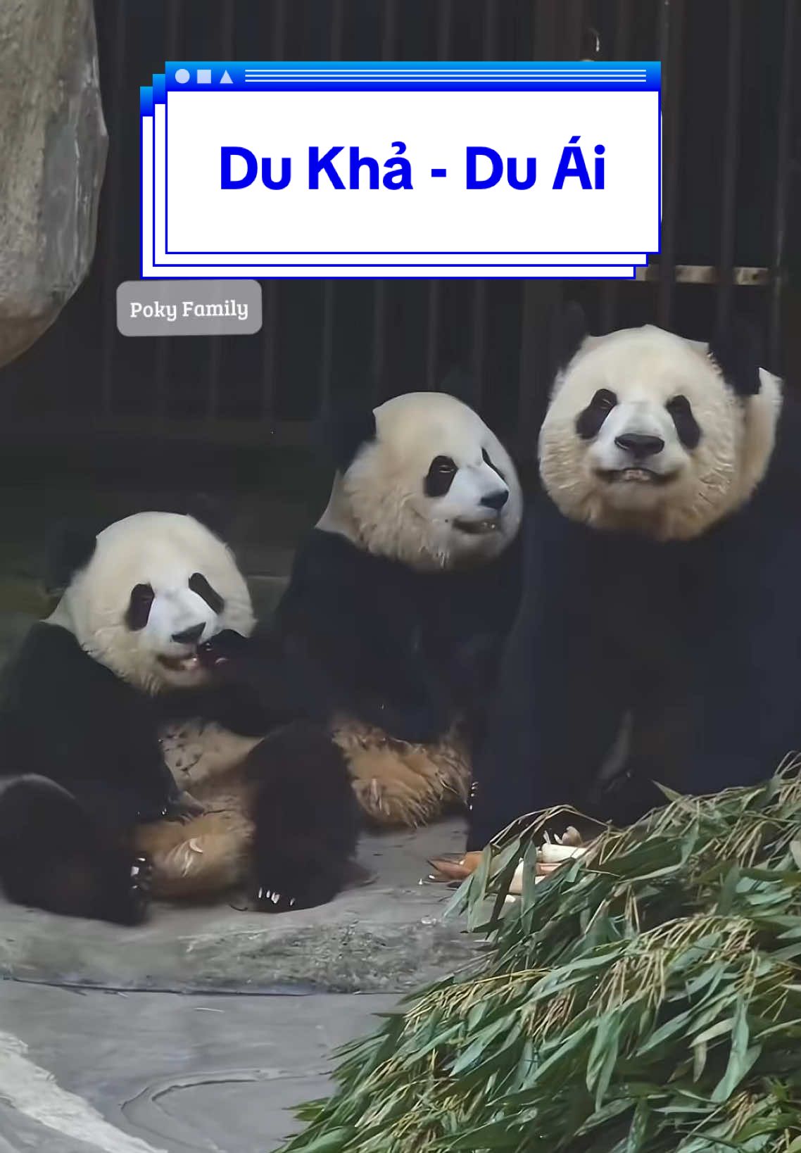 🐼 Gia đình gấu trúc nổi tiếng làm mọi người biết đến Trùng Động nhiều hơn ~ Mama Nhị Thuận và hai con páo của mình 😄. Dì 2 với vẻ ngoài đầy khí chất 'bá đạo' ~ nhưng luôn hết sức cưng chiều con, nhất là con gái Du Ái, luôn nhìn con gái nhỏ với nụ cười trên môi. Có thể nói Nhị Thuận đã dành hết sự dịu dàng của mình cho Du Khả và Du Ái ☺️ #Ershunpanda #Yuke_Yuaipanda #Trùngkhánh #gấutrúc #panda 