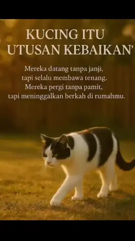 #catlover #sayangkucing 