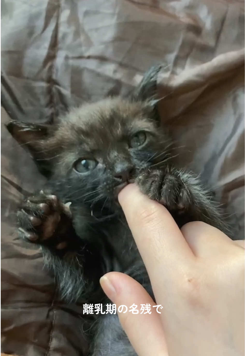 子猫の頃は、人間の指をチュパチュパしながらよく寝落ちしてた🐈‍⬛🐈‍⬛💤 まるで人間の赤ちゃんみたいで可愛いかったなあ🍼 モロはいつおしゃぶり卒業できるんだろう.... でも可愛いからそのまま留年で🧑‍🎓 ぜひ音量上げて聞いてみてね🐈‍⬛ #子猫 #黒猫 #赤ちゃん #親子 #保護猫 