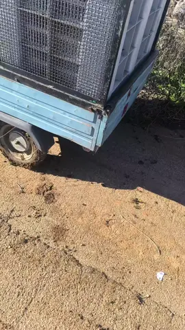 #viral #olive #ape #neipertee raccolta olive 2025