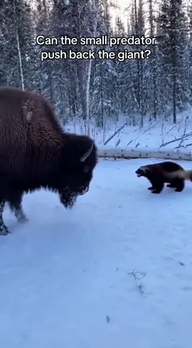 A fearless wolverine challenges a giant bison in the snow. Small but unstoppable — who wins this winter standoff? #bison #wolverine #wildlife #animals #nature
