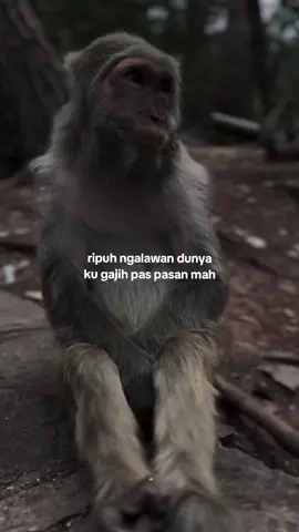 ripuh aslina 😌 #capruk #storysunda #monyetgalau #atuheuy 