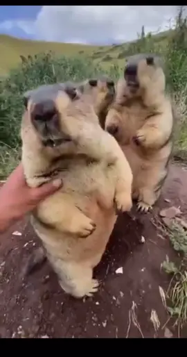 #مشاهدات_تيك_توك #fyb 