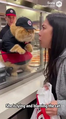 she’s blaming me again😭#cat #catlife #funnyanimal #funnycats