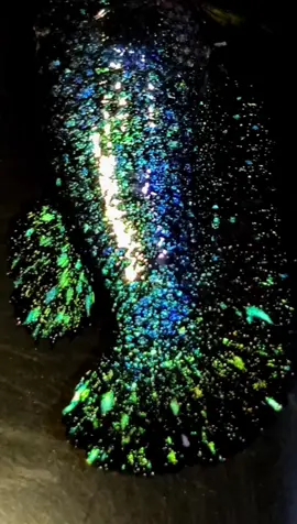 Kasih nama sendiri Lek....❗ ♀️ FEMALE #bettaliareborn #bettafish #avatarnebula #betta #livecupang 