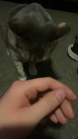 doksli kucing dark😐 . tags: #mentahan #meme #template #stiker #cat #doksli #fyp #kucing 