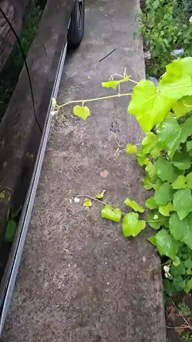 jaluk di samplukkkkk cangkem e #elf #elflong #elfgiga #driverpariwisata #pariwisata 