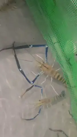 📢📢SELAMAT MALAM BOSKU 💣💣💣💣💣💣 14/15/16-11-2025 JUM'AT,SABTU,AHAD KITA BOOM LGI💣💣💣 PKOL 6PTG-12 malam boom udang 🦐🦐20kg Jekpotttt 3tag 2 Jekpotttt merah 2 Jekpotttt hamper 10  https://maps.app.goo.gl/pAErVmSQUsRszs1x8?g_st=ipc https://vt.tiktok.com/ZSyc2EAw8/ https://www.facebook.com/share/r/1BLZPxVozM/?mibextid=ZbWKwL 🈺營業時間 𝟏𝟏𝐚𝐦-5𝐚𝐦 💙𝐅𝐁 𝐋𝐔𝐂𝐊𝐘𝐏𝐑𝐀𝐖𝐍𝟗𝟗 # PARIT YAAANI 99 YOMPENG