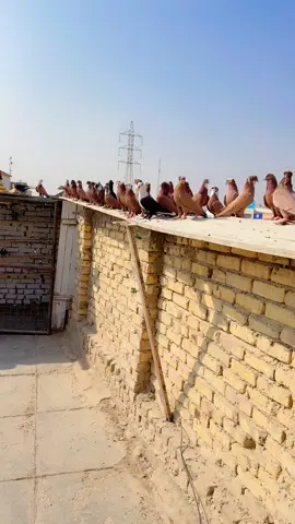 #دوانيه_سماو_ناصريه_كوت_صلاح_الدين #نجف_بغداد_حله_ناصريه_كربلاء_كركوك_تكريت #فولو🙏🏻لايك❤️اكسبلور🙏🏻🌹💫 #اكسبلورexplore 