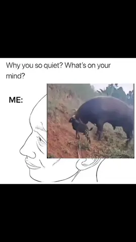 #cow #funny #whatsonyourmind 