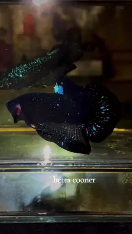 RINTIK HALUS FULL GREAD  #avatarnebulasparkling #cupangavatar #bettaworld #cupanghiasindonesia 